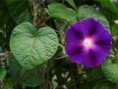 /album/copam-consultoria-amp-pesquisa-/corda-de-viola-jpg/